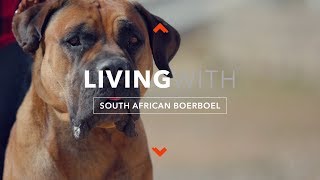 LIVING WITH SOUTH AFRICAN BOERBOEL