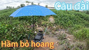 Câu đài tự nhiên ở hầm bỏ hoang nằm ở cồn Khương bãi câu siêu đẹp
