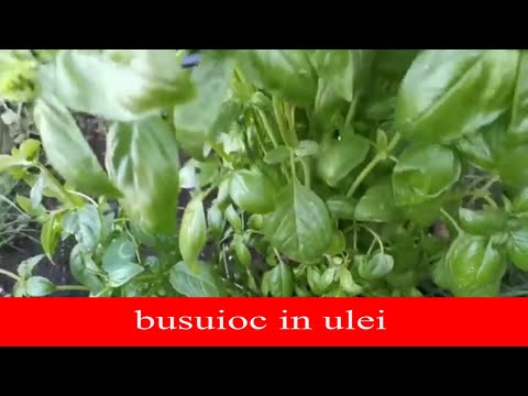 Video: Conservarea Vinetelor Cu Busuioc