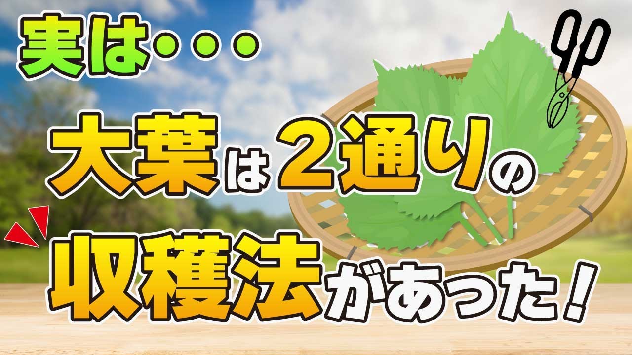 実は大葉は２通りの収穫方法があった 家庭菜園 Youtube