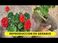 MIRA COMO PODAR Y REPRODUCCIR  DE GERANIO CON EXITO