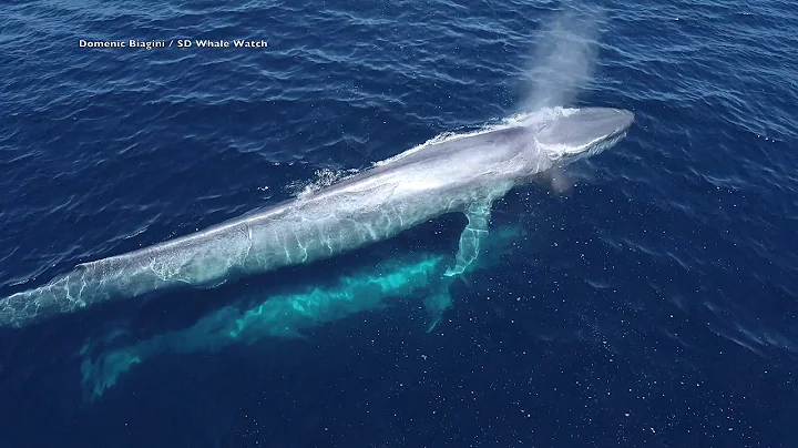 Drone Footage of Blue Whale Cow/Calf Pair