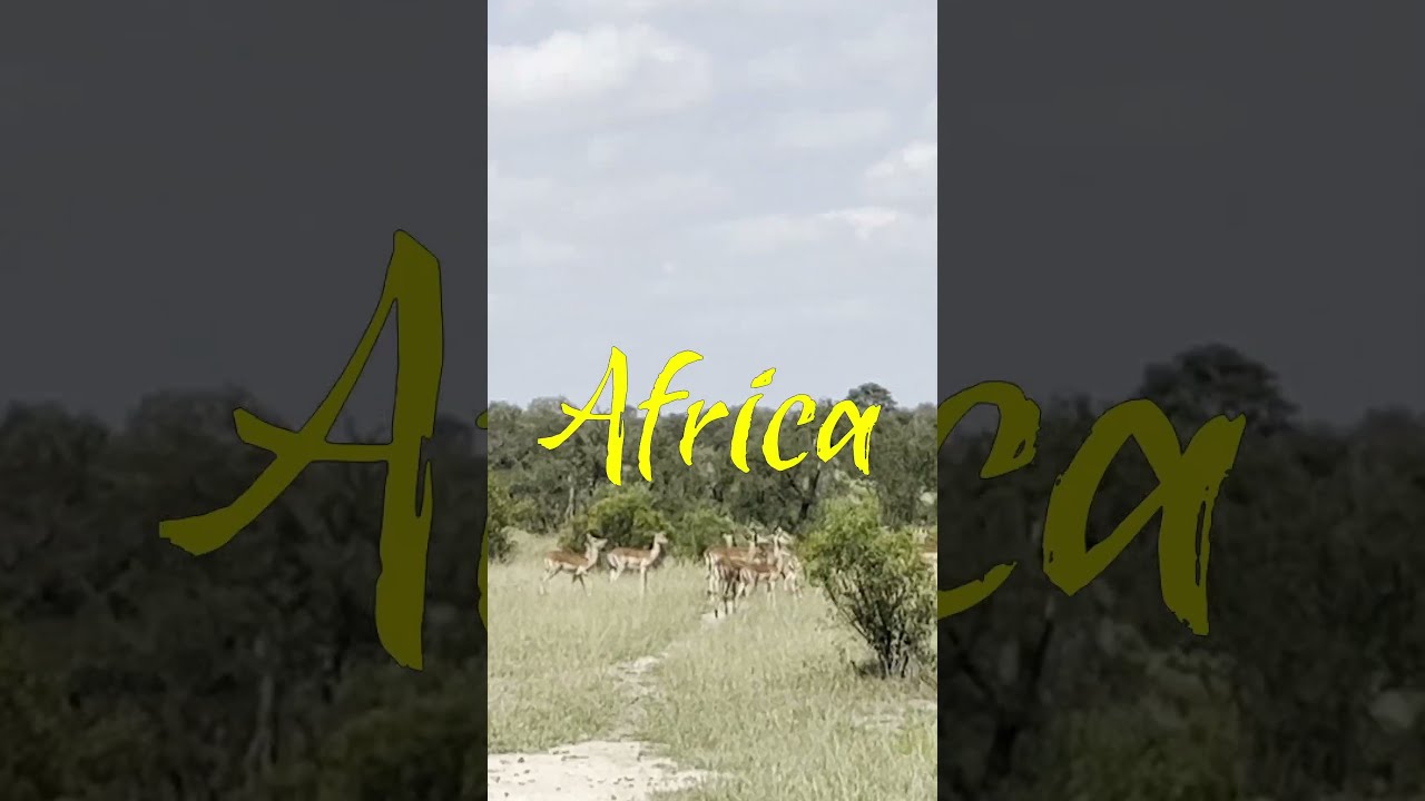 BEST SAFARI EVER Safari Wildlife Wildanimals Southafrica Ytshorts