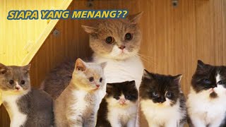 5 ANAK KUCING VS URA SI KUCING BRITISH SHORT HAIR