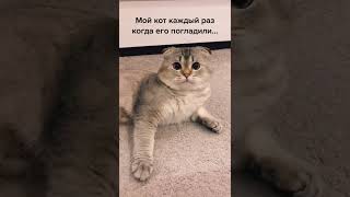 кошачья правда #shorts #котики #кошка
