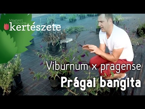 Videó: 8. zóna virágzó cserjei: Hogyan neveljünk virágzó cserjéket a 8. zónában