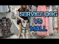 SERVICE DOG MALL TRAINING (BEFORE THE MISTAKE) SERVICE DOG MALL TRAINING (BEFORE THE MISTAKE)