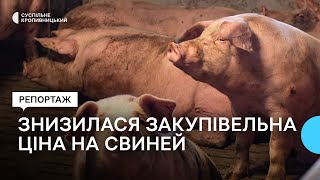 На Кіровоградщині знизилися закупівельні ціни на свиней живої ваги