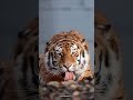 Liger interesting facts in hindi #liger #shorts #facts