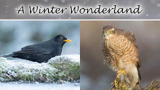 Birds in the Frost - A Winter Wonderland (Sparrowhawk, Jay, Blackbird..)
