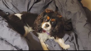 West Virginia man allegedly shoots neighbor's dog, has warrant for arrest