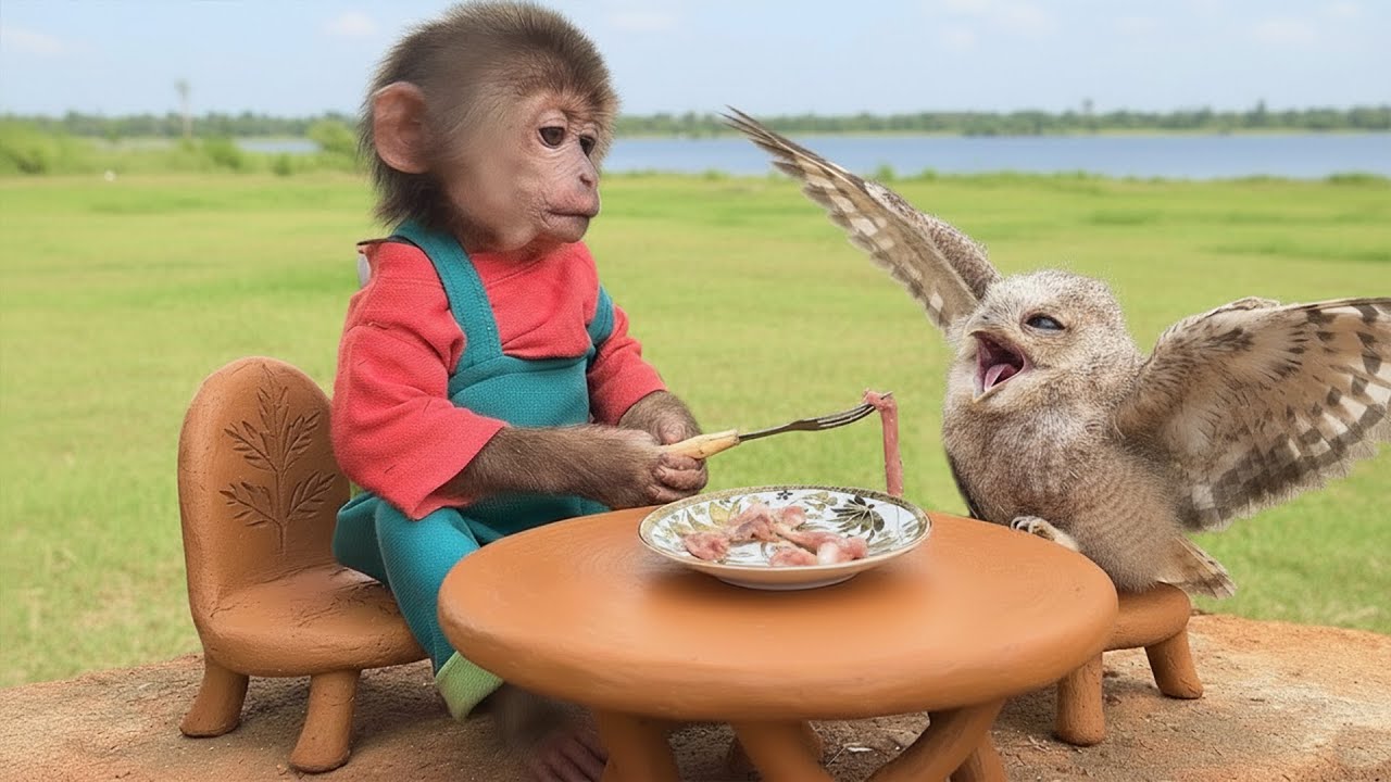 Bon the monkey rescues a lost baby owl in the bushes