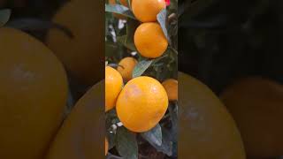 Fresh Orange Plants