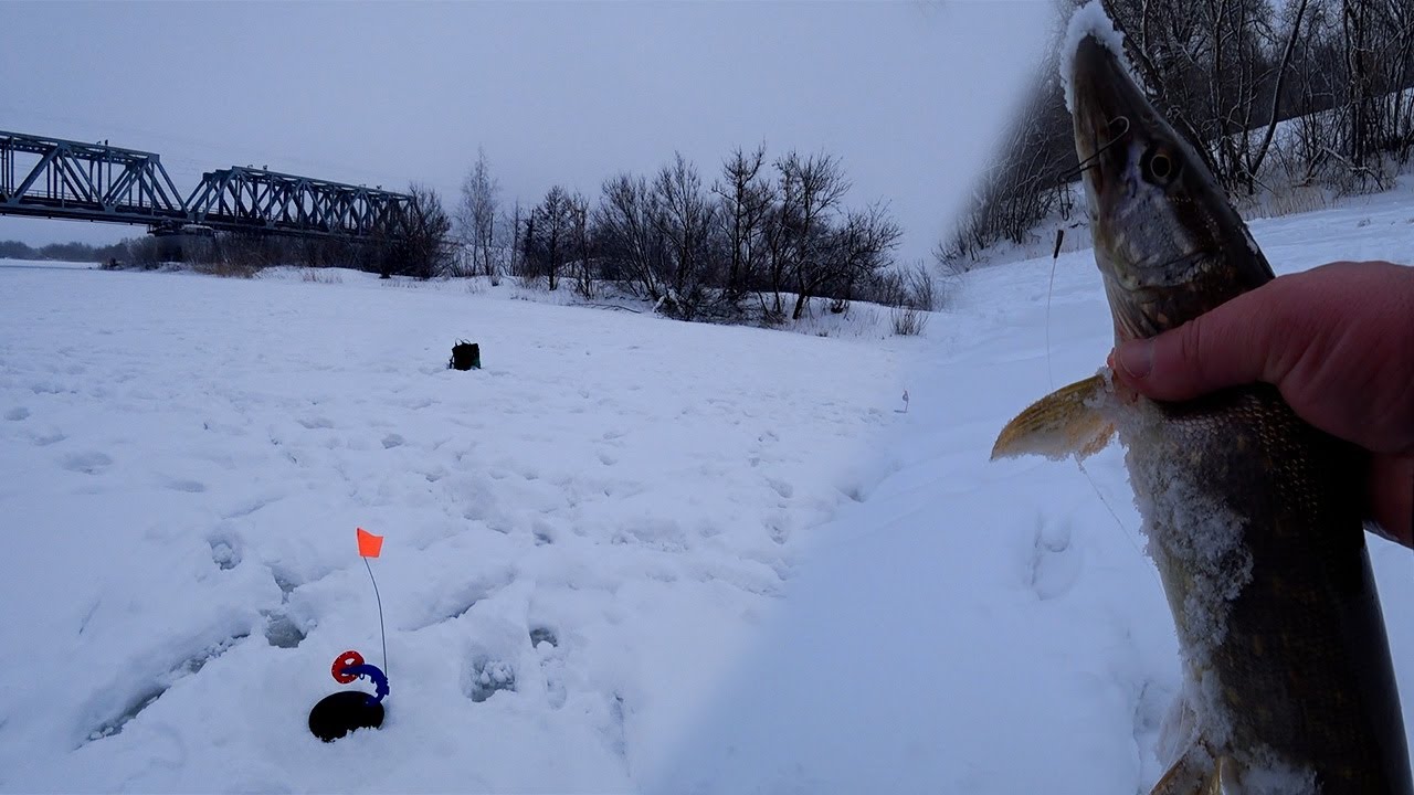 щучий сын. жемчужная щука. щучий сын якин. рыба щука. московская база щучий патруль.