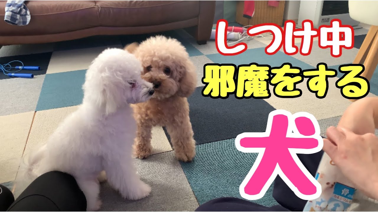 子犬にしつけをしていると先輩犬が邪魔をしにくる トイプードル いちご マルプーミルク Youtube