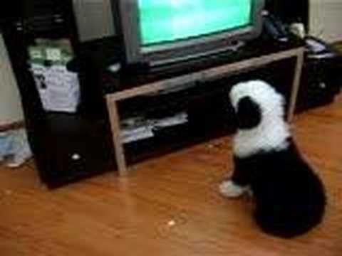 Baby sheepdog watching TV