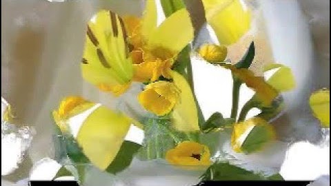 سورة الزخرف للشيخ رضا عبد العظيم