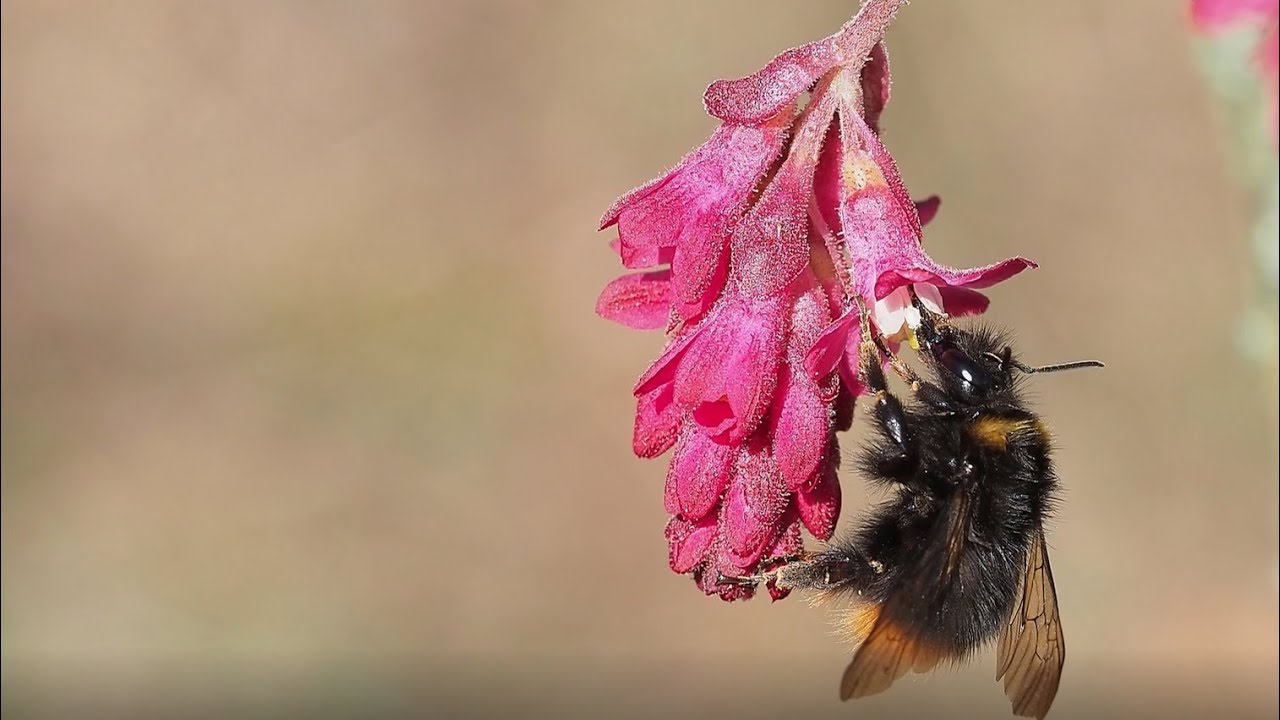 Rośliny miododajne wczesnej wiosny - drzewa i krzewy cz. 2