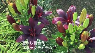 まるおの母 まるこの宿根草と低木の庭 2017 07 03 コロコロ変わる梅雨の天気…。ブラックチャーム クシマヤ 宿根フロックス クレオパトラ ヘメロカリス