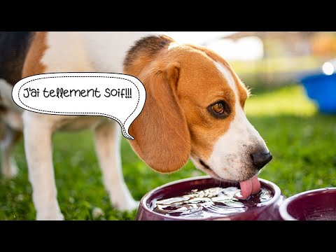 Vidéo: Senilité chez les chiens