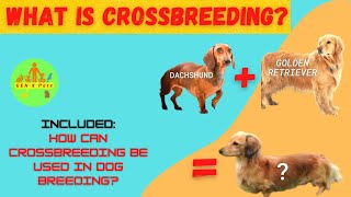 What is crossbreeding and how can it be used in dog breeding? by Gen X Pets 29 views 1 year ago 4 minutes, 33 seconds