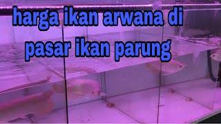 Super Red, Golden Red, and Silver Arowana prices at Parung fish market