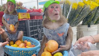 Smart Monkey Asher goes to buy fruit for grandpa