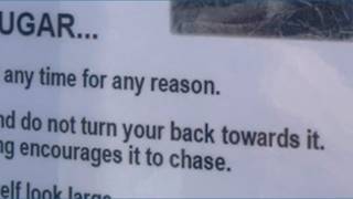A second cougar spotted in Gresham in the same week