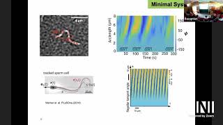 SPL | Dr. Isabella Guido | Self-organisation of bioinspired active systems screenshot 1