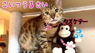 うるさい猿をメッタメタに攻撃するベンガル雌猫リンちゃん