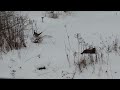 Pheasants during a very cold winter day