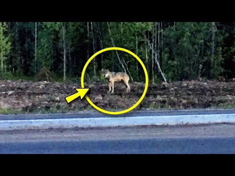 Video: Wolfdogs päästmine