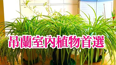 吊蘭(Spider Plant)怎麼養？家裡種一盆吸收80%有害氣體，被評為淨化室內空氣五大植物之一 #吊蘭 #吊蘭 #吊蘭扦插繁殖 #吊蘭怎麼養 #吊蘭怎麼養 - 天天要聞