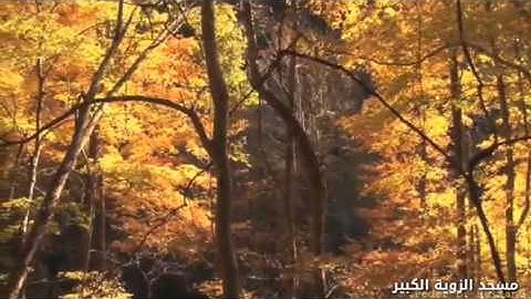 حجي عبد الحسيب سورة ق