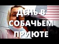 БЕЗДОМНЫЕ ЖИВОТНЫЕ В США. ЗА ЧЕЙ СЧЕТ БАНКЕТ? КТО ВСЕ ЭТИ БЕЗУМНЫЕ ЛЮДИ?