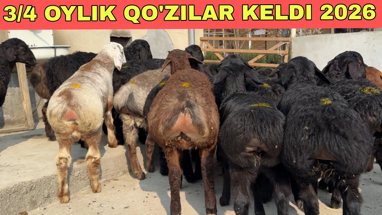 2600 DAN QIBORDI QO’ZILARNI OXIRINI 3 TADAN TUG’ADIGONLARIDAN KELDI 