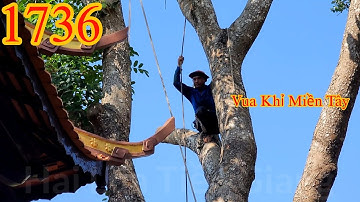 Vua Khỉ Miền Tây quay lại Thiền Viện Trúc Lâm Chánh Thiện cưa tỉa cây Xà Cừ (1/3) Cutting nacre tree