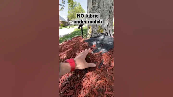 DO NOT put fabric under mulch
