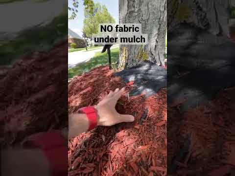 DO NOT put fabric under mulch