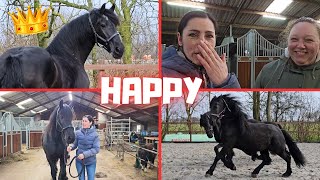 Surprise! Everyone is happy! For the first time in the arena | Friesian Horses