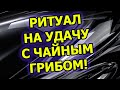 ЧАЙНЫЙ ГРИБ И РИТУАЛ НА УДАЧУ С ГРИБОМ