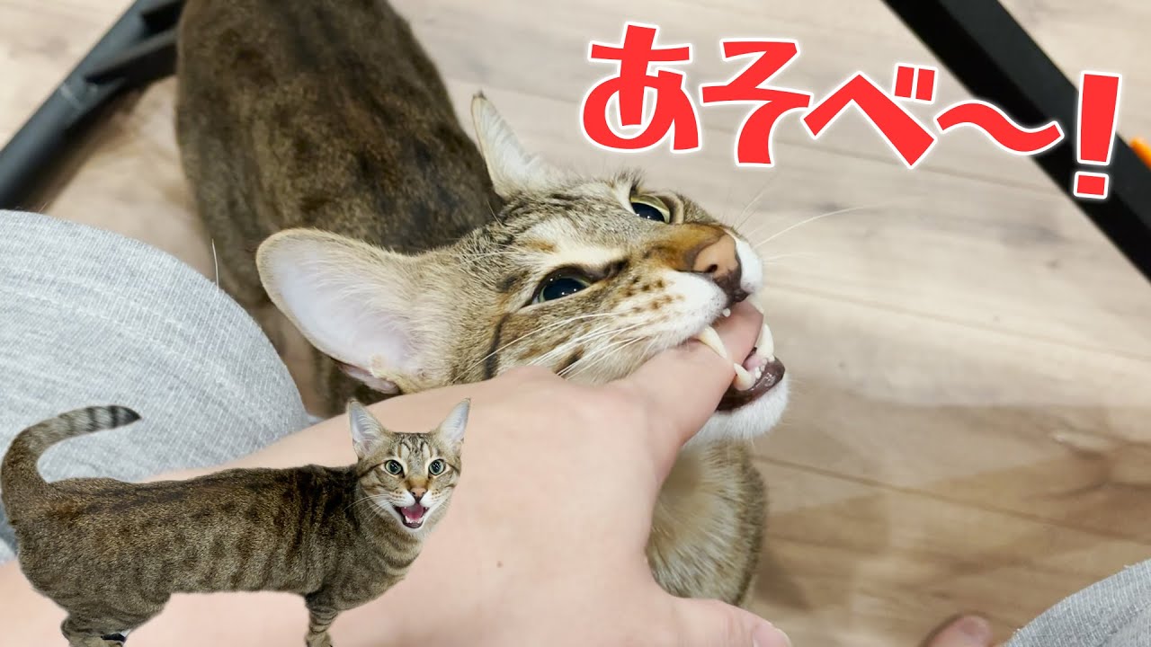 This cat loves his owner so much that he's trying too hard to show