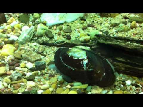 fresh water mussel moving