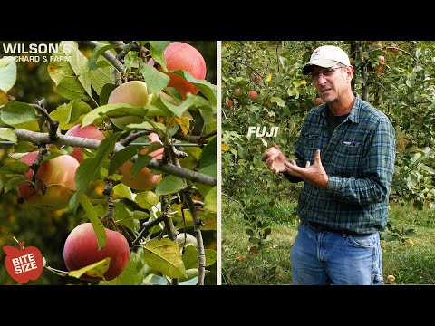 Videó: A Fuji Apple információi: Ismerje meg a Fuji alma termesztését a tájon