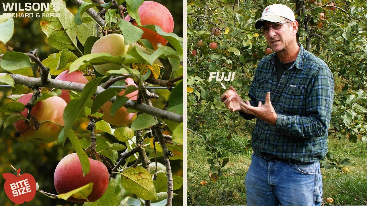 Fuji Apple Tree