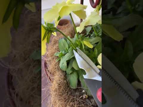 How To: Deadhead/Prune Your Pansies! #shorts - YouTube