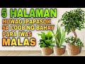 These plants are not lucky plants in home  5 halaman huwag ipasok sa loob ng bahay para iwas malas