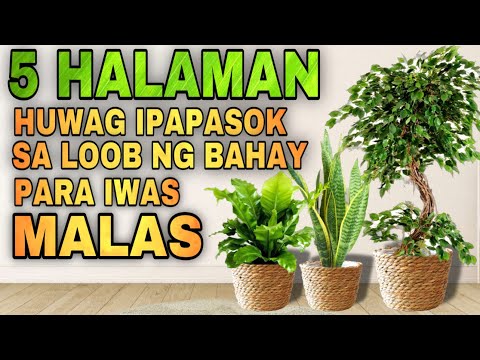 THESE PLANTS ARE NOT LUCKY PLANTS IN HOME | 5 Halaman huwag ipasok sa loob ng bahay para iwas malas