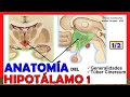🥇 Anatomía del HIPOTÁLAMO 1/2. (Generalidades, Túber Cinereum) ¡Explicación Sencilla!