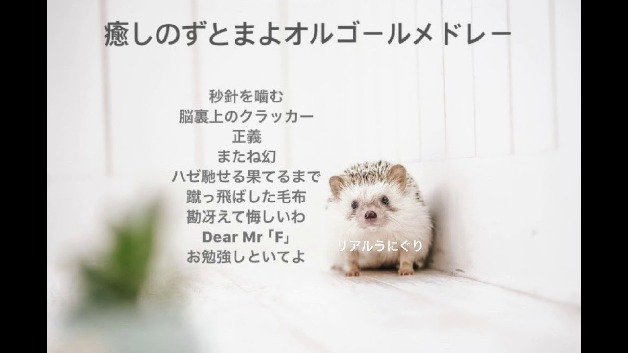 癒しのずとまよオルゴールメドレー ずっと真夜中でいいのに 睡眠用 作業用 勉強用bgm Youtube 癒しのずとまよオルゴールメドレー ずっと真夜中でいいのに 睡眠用 作業用 勉強用bgm Youtube